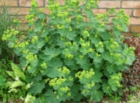 Aslan Pençesi Kullananlar Aslan Pençesi Kullananlar