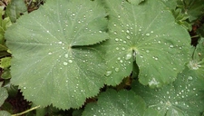 Aslan Pençesi Yaprağı Kullanımı ve Faydaları Nelerdir? Aslan Pençesi Yaprağı Kullanımı ve Faydaları Nelerdir?