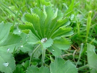 Aslan Pençesi Zayıflatır mı? Aslan Pençesi Zayıflatır mı?