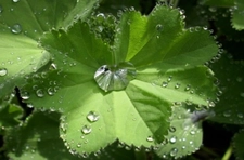 Testere Dişli Aslan Pençesi Çayı Kullanımı ve Faydaları Nelerdir? Testere Dişli Aslan Pençesi Çayı Kullanımı ve Faydaları Nelerdir?