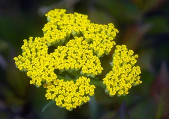 Aslan Pençesi Civan Perçemi Kullanımı ve Faydaları Nelerdir?
