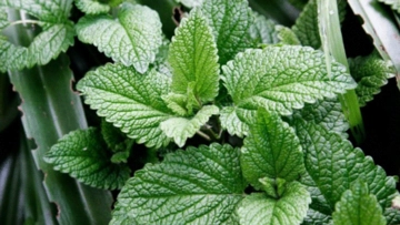 Aslan Pençesi Kürü Özellikleri ve Faydaları Nelerdir? Aslan Pençesi Kürü Özellikleri ve Faydaları Nelerdir?