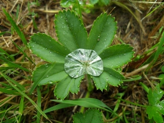 Aslan Pençesi Neye İyi Gelir? Aslan Pençesi Neye İyi Gelir?