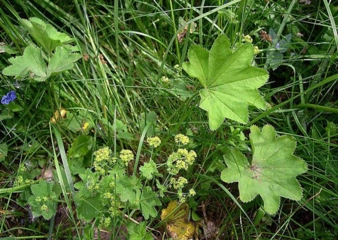 Aslan Pençesi Zararları Nelerdir? Aslan Pençesi Zararları Nelerdir?
