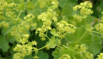 Aslan Pençesi Kullanımı ve Faydaları Nelerdir? Aslan Pençesi Kullanımı ve Faydaları Nelerdir?